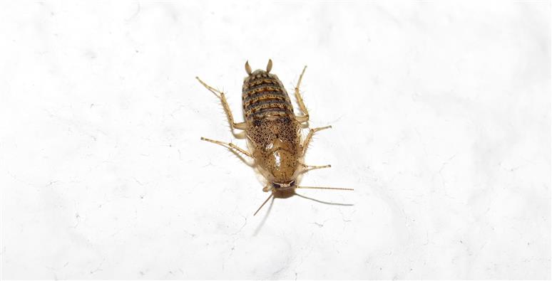 Blattellidae ID